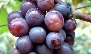 葡萄品种怎么辨认 葡萄有哪些品种